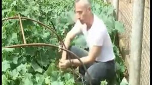 Вставил в попу огурец-будешь молодец!
