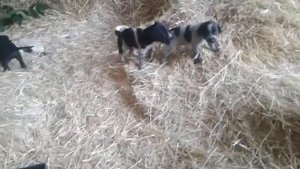 Щенки курцхара 1 месяц