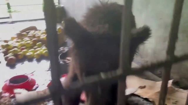 Новосибирские медвежата решили, что коробки интереснее яблок смотреть онлайн