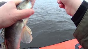 СУДАКИ ЖРУТ ЭТОТ ПИЛЬКЕР!!! РЫБАЛКА ПЕРЕД ПЕРВЫМ ЛЬДОМ!