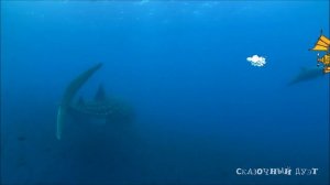 КИТОВАЯ АКУЛА