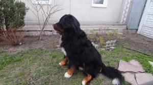 Бернский зенненхунд Зигфрид / Обнаружили опухоль