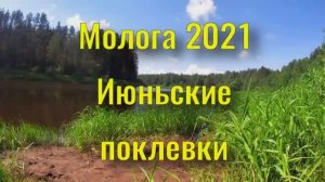 Молога 2021 июньские поклевки