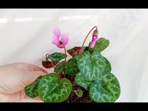 Регулярный уход. Европейский цикламен, Альпийская фиалка