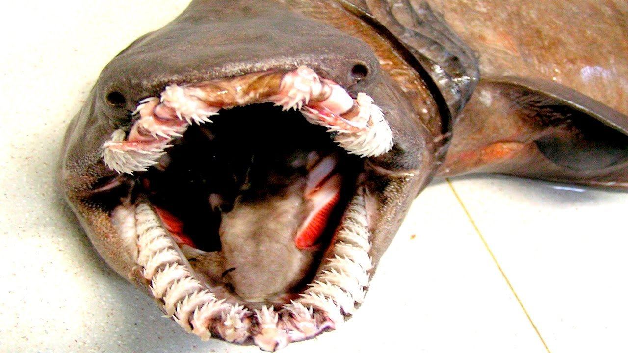 Плащеносная акула плащеносец