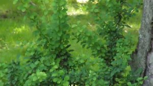 Olympus SP-590UZ 12 MP, 26X Optical Zoom Digital Camera Video Test