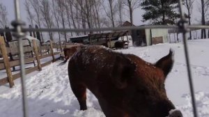 Гусеницы на погрузчик / ШОКавто