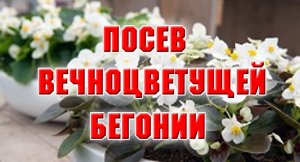 Я СДЕЛАЛА ТАК! ПОСЕВ ВЕЧНОЦВЕТУЩЕЙ БЕГОНИИ.mp4