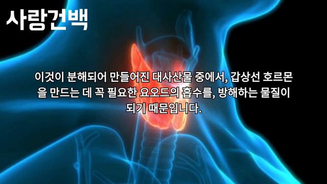 만병통치약 양배추! 알고 드셔야합니다 그렇지 않으면 위험해이 영상 하나로 양배추 정복하자! The cure-all cabbage!You have to know that 양배