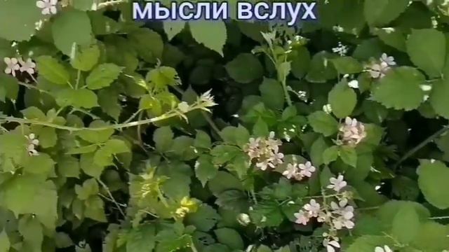 Севка Ад чувствительный контент.Показуха во всем.Разве Кадышева и Магомаев певцы!? Конечно,нет. смотреть онлайн