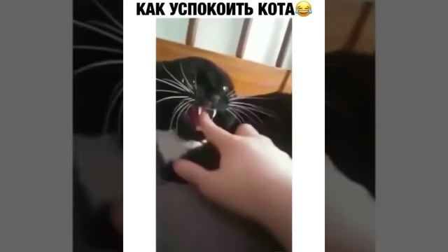 Как успокоить кота)