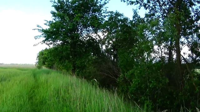 Не вздумайте ставить ловушки!!! Пасека ВАМ не нужна!!! Не ловите РОИ!!! смотреть онлайн