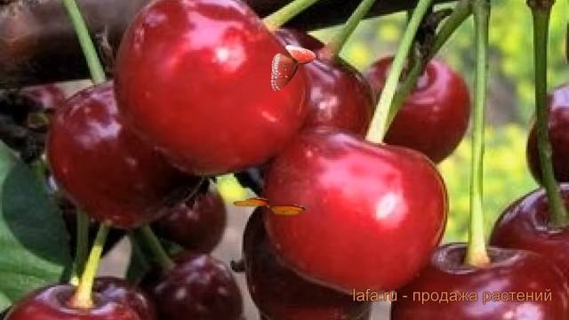 Вишня обыкновенная Ивановна (Дюк) (prunus cerasus) ? обзор: как сажать, саженцы вишни Ивановна (Дюк смотреть онлайн