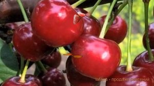 Вишня обыкновенная Ивановна (Дюк) (prunus cerasus) ? обзор: как сажать, саженцы вишни Ивановна (Дюк
