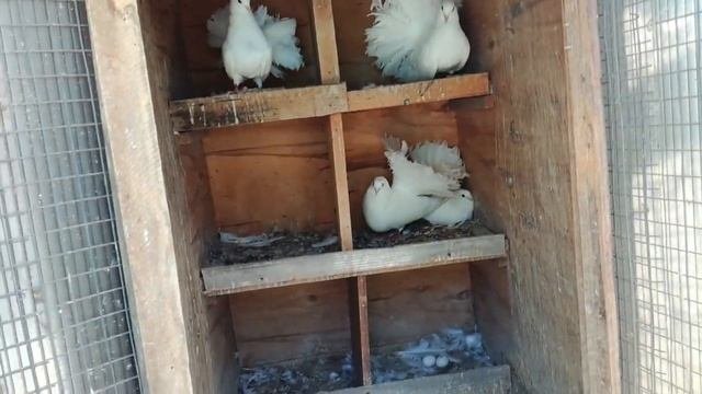 Голуби - Русские Павлины. / Pigeons - Russian Peacocks / г. Ставрополь, The City Of Stavropol.