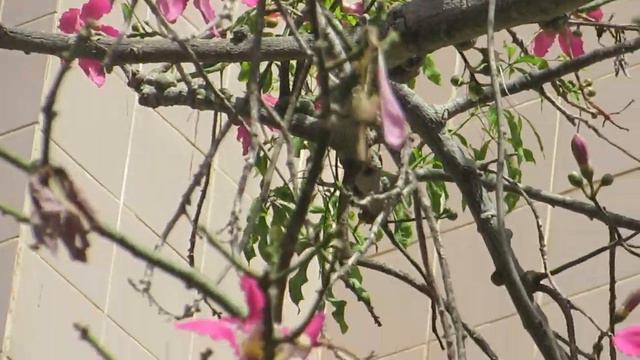 Чорисия,Хорисия великолепная-осенний подарок природы!Кирьят-Моцкин.Израиль. смотреть онлайн