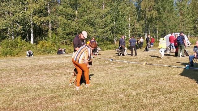 Akun kanssa koira näyttelyssä смотреть онлайн