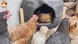 Гнездо из шин на ножках для несушек и наседок как сделать