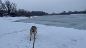 Пришёл GPS ошейник Garmin для волка Рагнара.