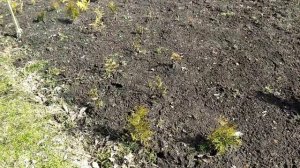 Моя дача весной