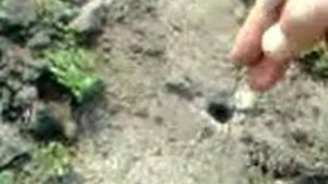 Как ловить Южнорусских тарантулов. Круто! Самое интересное в конце.