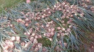 Первый сбор урожая лука из голландского посадочного лука. 2019