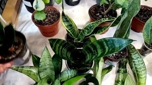 Целые поля интересных комнатных растений. Во главе-ароидные!