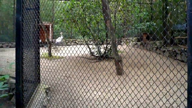 ✅Новосибирский зоопарк Китайский журавль танцует смотреть онлайн