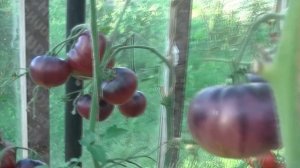 Томат Аметистовая Драгоценность (Amethyst Jewel)