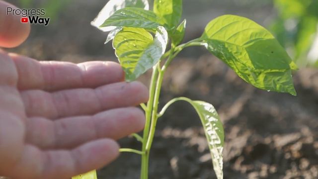 За 21 Час у Томатов, Перца, Огурцов Стебель Толще Пальца! Поливаю Этим! Урожай Нарастает Тоннами... смотреть онлайн