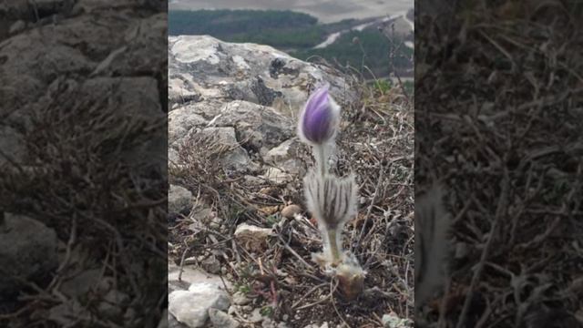 Фото "Квіти як біорізноманіття" смотреть онлайн