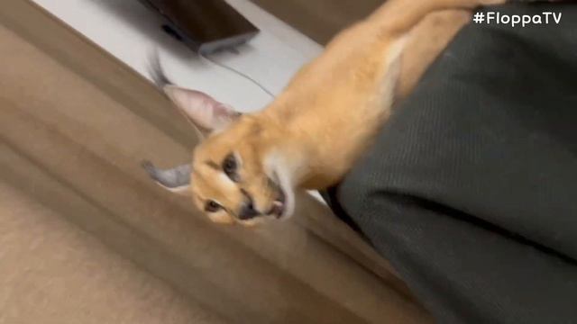 Floppa Eva is Playing with Owner : Caracal смотреть онлайн