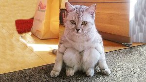 Я РЖАЛ ЦЕЛЫЙ ЧАС?ПОДБОРКА СМЕШНЫХ КОТОВ И СОБАК ДЛЯ ХОРОШЕГО НАСТРОЕНИЯ? #17