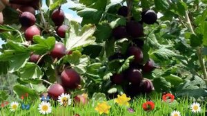 Крыжовник обыкновенный Раволт ? Обзор: посадка и уход. крупномеры крыжовника: описание и особенност