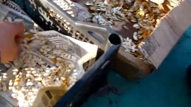 Семена КАБАЧКОВ и ЦУКИНИ тоже за морозились смотреть онлайн