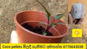 Anthurium wagawa sinhala | anthurium plants | black cardinal