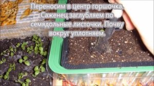 Цинерария, выращивание из семян.  От и до  - посев, всходы, пикировка, посадка в открытый грунт.