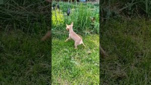 Пражские крысарики 🐾💕 Питомник пражских крысариков