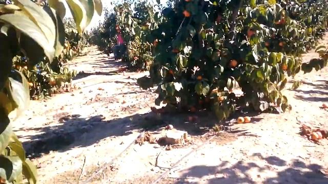 Сад с хурмой. Испания. смотреть онлайн