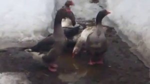 Виды домашней птицы