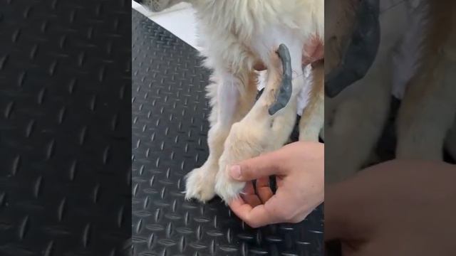 Щенок Бимка на приеме в Ставрополе. смотреть онлайн