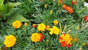 ОБЯЗАТЕЛЬНО ПОСЕЙТЕ БАРХАТЦЫ ЧУДО польза для грядок. ЧЕРНОБРИВЦЫ защита от вредителей. Здоровье гла