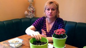 Ранункулюс -  лютик. Посадка, выращивание, уход. Цветы