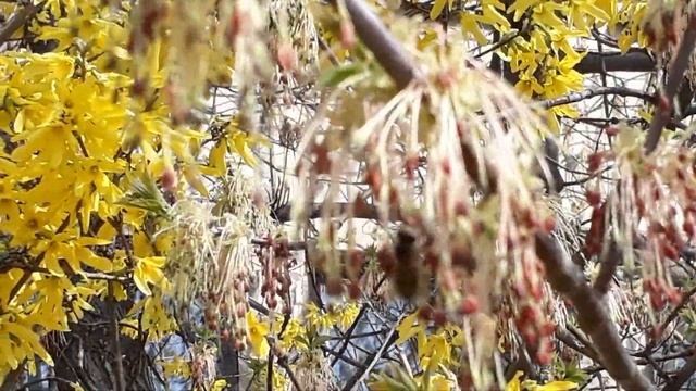 Весна. Пчела на цветущем клене смотреть онлайн