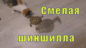 СМЕЛАЯ ШИНШИЛЛА/ КОШКА В ШОКЕ