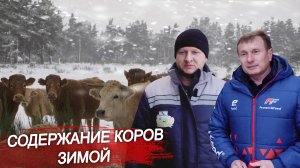 Содержание коров зимой. Кормление коров. Крупный рогатый скот. Ферма КРС. Молочное животноводство