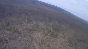 Натаска собак. Работа курцхаара по парной куропатки, тренировка навыка при поднятии дичи.