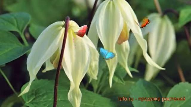 Клематис ботанический Лемон Бьюти (lemon beauty) ? обзор: как сажать, рассада клематиса Лемон Бьюти смотреть онлайн