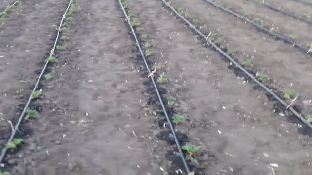 Сделайте капельный полив для клубники - это залог Вашего урожая смотреть онлайн