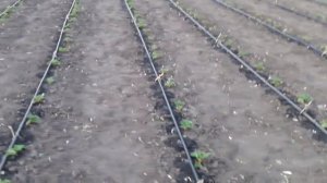 Сделайте капельный полив для клубники - это залог Вашего урожая